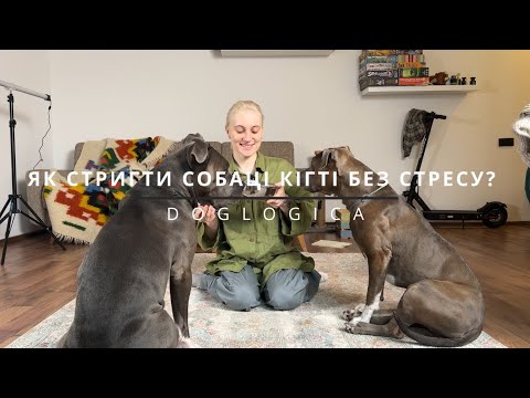 Видео: Як стригти собаці кігті без стресу?