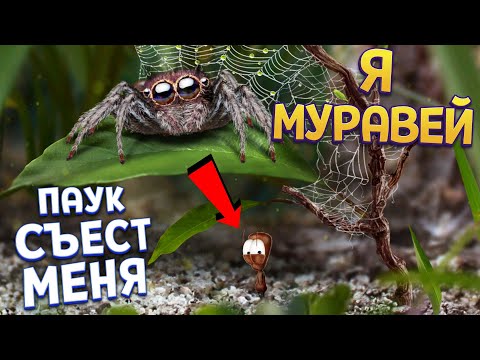 Видео: Я МУРАВЕЙ ( AntVentor )