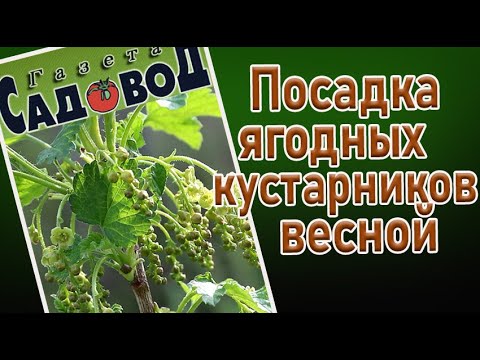 Видео: Посадка ягодных кустарников весной