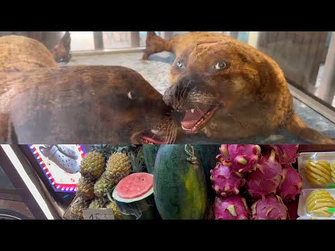 Видео: Супермаркет для местных  Bách hoá XANH /Музей Океанографии, стоит ли посетить?!/ Аптека/