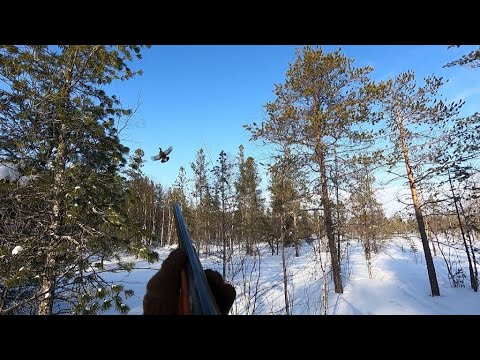 Видео: Охота с лунок. Тетерева на новом ручье...