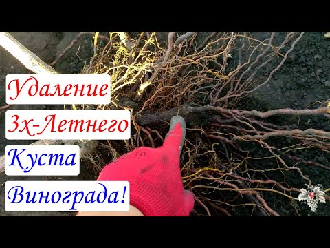 Видео: А где же корни? Удаление трёхлетнего куста винограда!