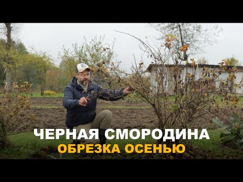 Видео: ЯГОДЫ СТАНУТ КРУПНЕЕ. НЕ ОСТАВЛЯЙТЕ СМОРОДИНУ БЕЗ УХОДА. Обрезка и уход за черной смородиной.