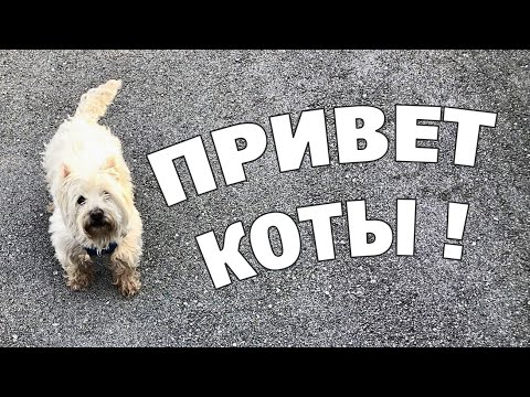Видео: Смешные гости наших котов. Скотч терьеры, Ёжик и Дымок