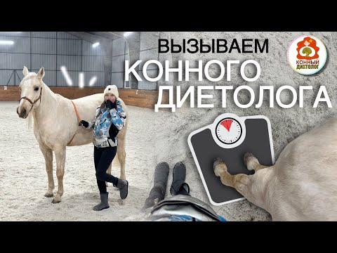 Видео: Сажаем лошадь на диету | Часть 1