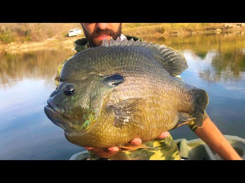 Видео: Синежаберник, который ест окуня на завтрак!!! (Безумие)