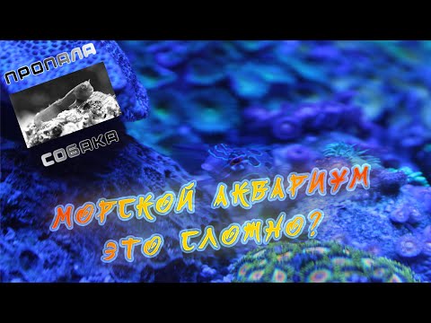 Видео: Запуск морского аквариума с нуля