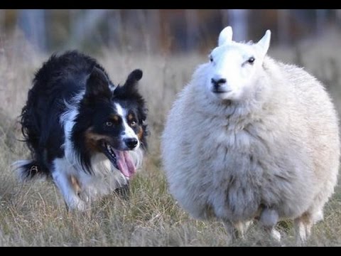 Видео: Работа бордер-колли с овцами