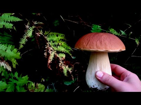 Видео: Супер грибалка перед закатом! Вечер удался 🍄🌅