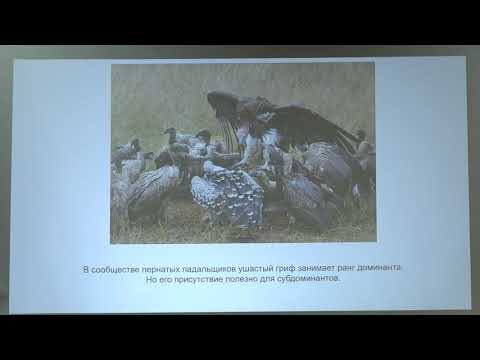 Видео: Иваницкий В. В. - Зоосоциология - 11. Межвидовые ассоциации