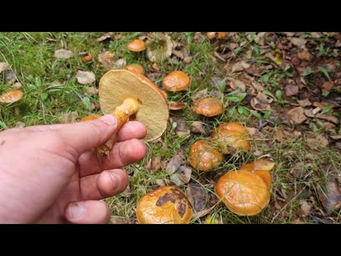 Видео: СБОР ГРИБОВ МАСЛЯТ. Тонны маслят Они везде.2025 год август.