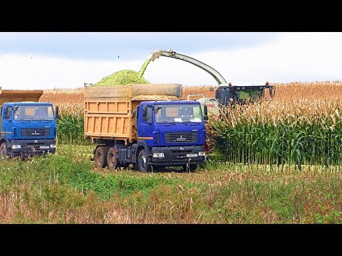 Видео: Уборка кукурузы.  CLAAS Jaguar 870