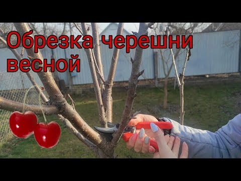 Видео: Обрезка черешни весной. Неприхотливый сад.