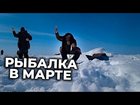Видео: Рыбалка на льду в марте. Ловля зубаря 🐟