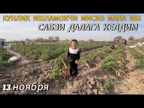 Видео: САБЗИ НАРХИ ВА ЭКИН ДАЛАГА КЕЛДИМ 13 11 25г