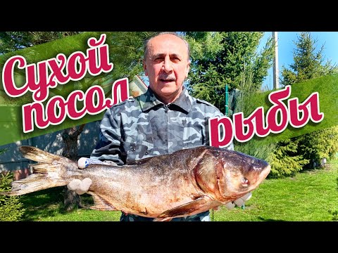 Видео: СУХОЙ ПОСОЛ КРУПНОЙ РЫБЫ. Вяленая рыба. Как засолить КРУПНУЮ рыбу. Вяленый толстолобик.