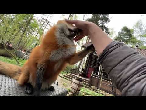 Видео: Алиса - лиса. Битва