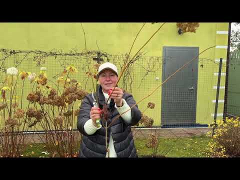 Видео: Вот как я обрезаю древовидные гортензии!