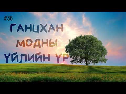Видео: #36. Ганцхан модны үйлийн үр
