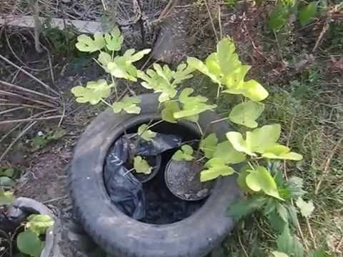 Видео: Выращивание инжира в горшке и подготовка к зимовке