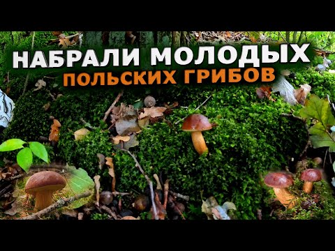 Видео: Собираем молодые ПОЛЬСКИЕ ГРИБЫ