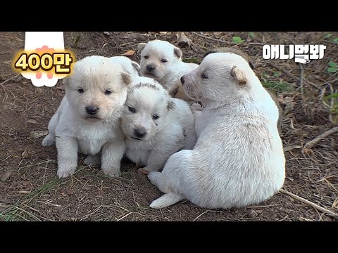 Видео: История величайшей в мире материнской собаки