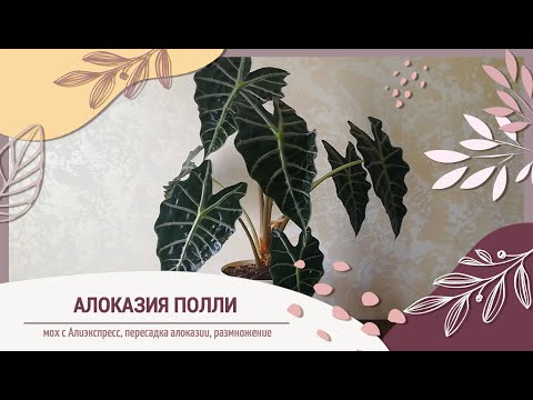 Видео: Мох сфагнум с Алиэкспресс I Алоказия Полли I Пересадка и размножение алоказии