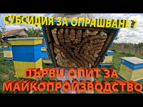 Видео: Първи опит за Майкопроизводство + Субсидия за опрашване ?