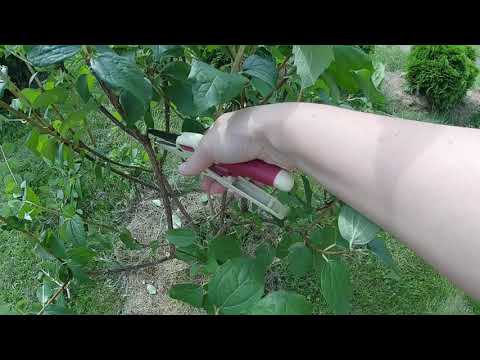 Видео: Летняя обрезка жасмина