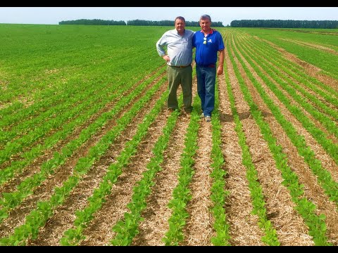 Видео: Технология NO-till. прямой посев. Качество посева сои  аргентинской сеялкой по стерне.