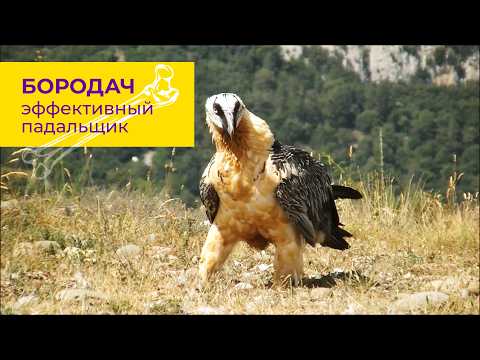 Видео: Бородач - очаровательный пожиратель костей. Наталья Носова.