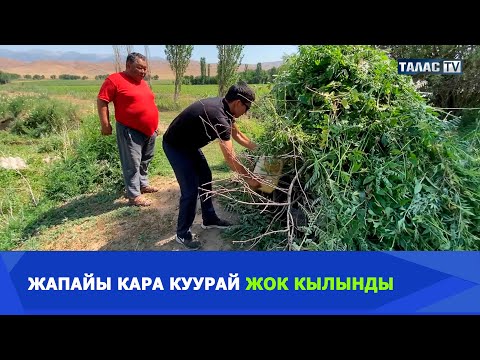 Видео: Жапайы кара куурай жок кылынды