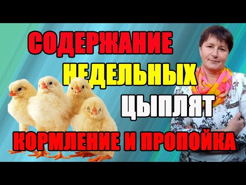 Видео: Содержание недельных цыплят. Важные моменты - кормление и пропойка.