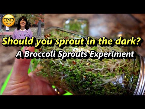 Видео: Выращивание брокколи: нужно ли держать их в темноте первые 4 дня? Эксперимент