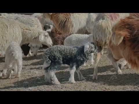 Видео: Улаанаа | Lamb adventure | хөөрхөн хурга | cute | funny | animals