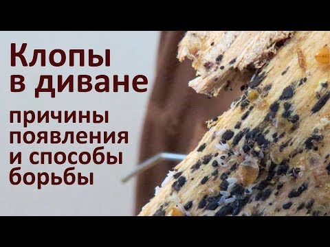 Видео: Клопы в диване: от чего они появляются и как их вывести