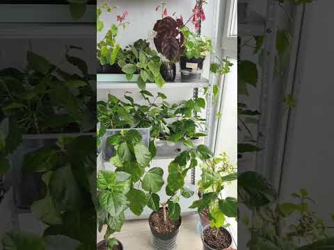 Видео: Балкон к зиме готов! 🌺🍀🌿#комнатныерастения #гибискус #бегонии #растения #цветы