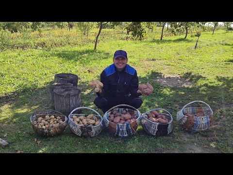 Видео: Мой урожай картошки под соломой