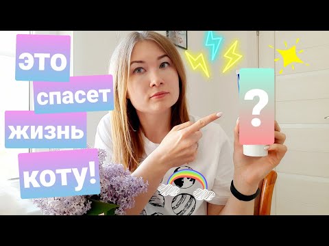 Видео: Это спасёт жизнь вашей кошке! Жизнь с мейн-кунами!