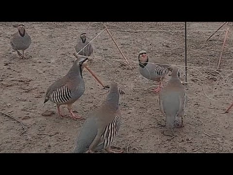 Видео: охота на кеклики пакличка самарканд