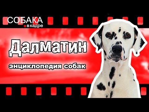 Видео: Далматинец (Далматин). Энциклопедия собак.