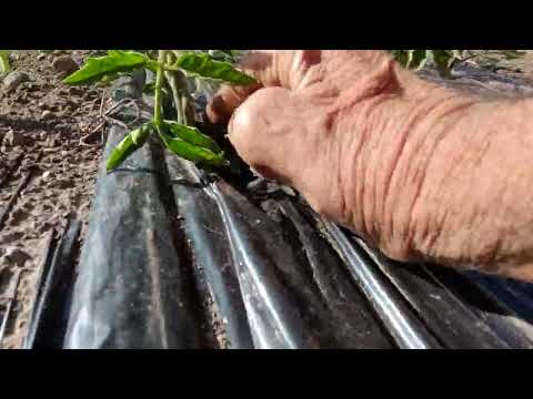 Видео: Условията на доматите влиаят на развитието.Пръскане (растителна защита).