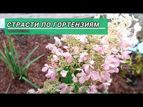 Видео: Страсти по гортензиям. Наблюдения.