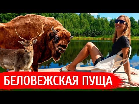 Видео: БЕЛОВЕЖСКАЯ ПУЩА: Что посмотреть, экскурсии, цены, обзор заповедника | Беларусь