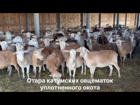 Видео: Катумские овцематки и ягнята после отбивки.