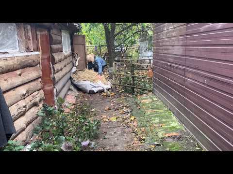 Видео: 🏡Жизнь в селе — без суеты. День с заботами и душой