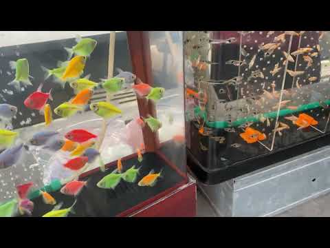 Видео: ПТИЧИЙ РЫНОК КИЕВА АКВАРИУМИСТИКА Часть#2 (контакты и способы связаться с продавцами)