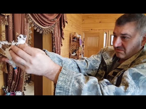 Видео: Памяти Станислава Чернова. Часть 2. Тульские грачи.