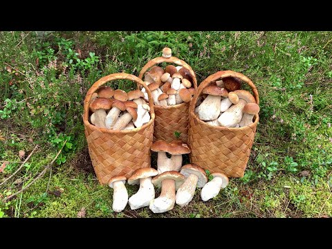 Видео: БЕЛЫЕ ГРИБЫ ЗАХВАТИЛИ ЛЕС!!! ВСЕ КОРЗИНЫ ПОЛНЫ!!!