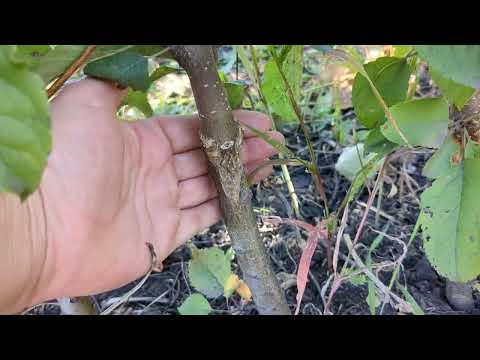 Видео: Привитые яблони